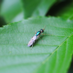 WEB_insect_thumbnail