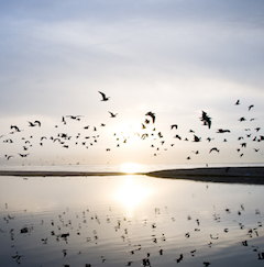 WEB_thumbnail-birds