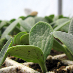 WEB_thumbnail-seedlings