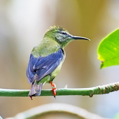 WEB_tropical-hummingbird_thumbnail