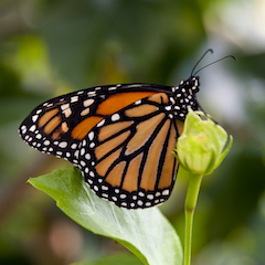 close up of a butterfly
