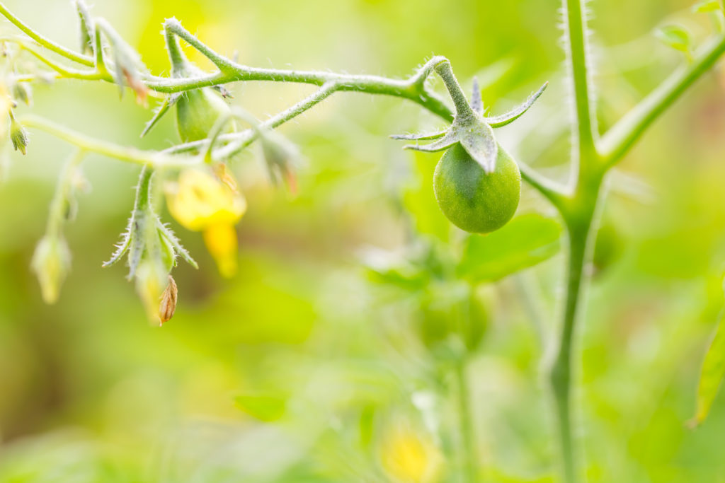 tomato plant