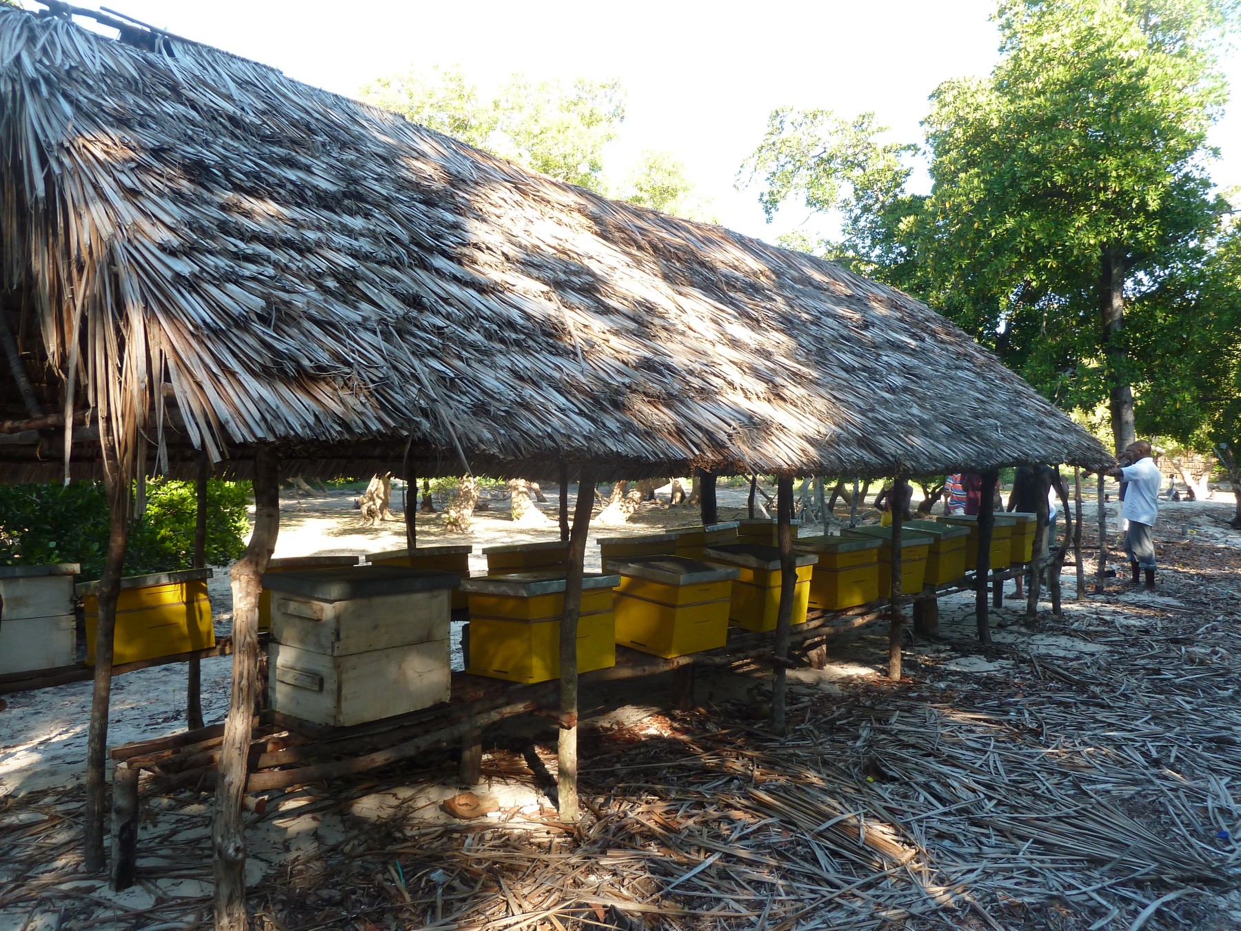 beehive-apiary-training-a-rocha-usa