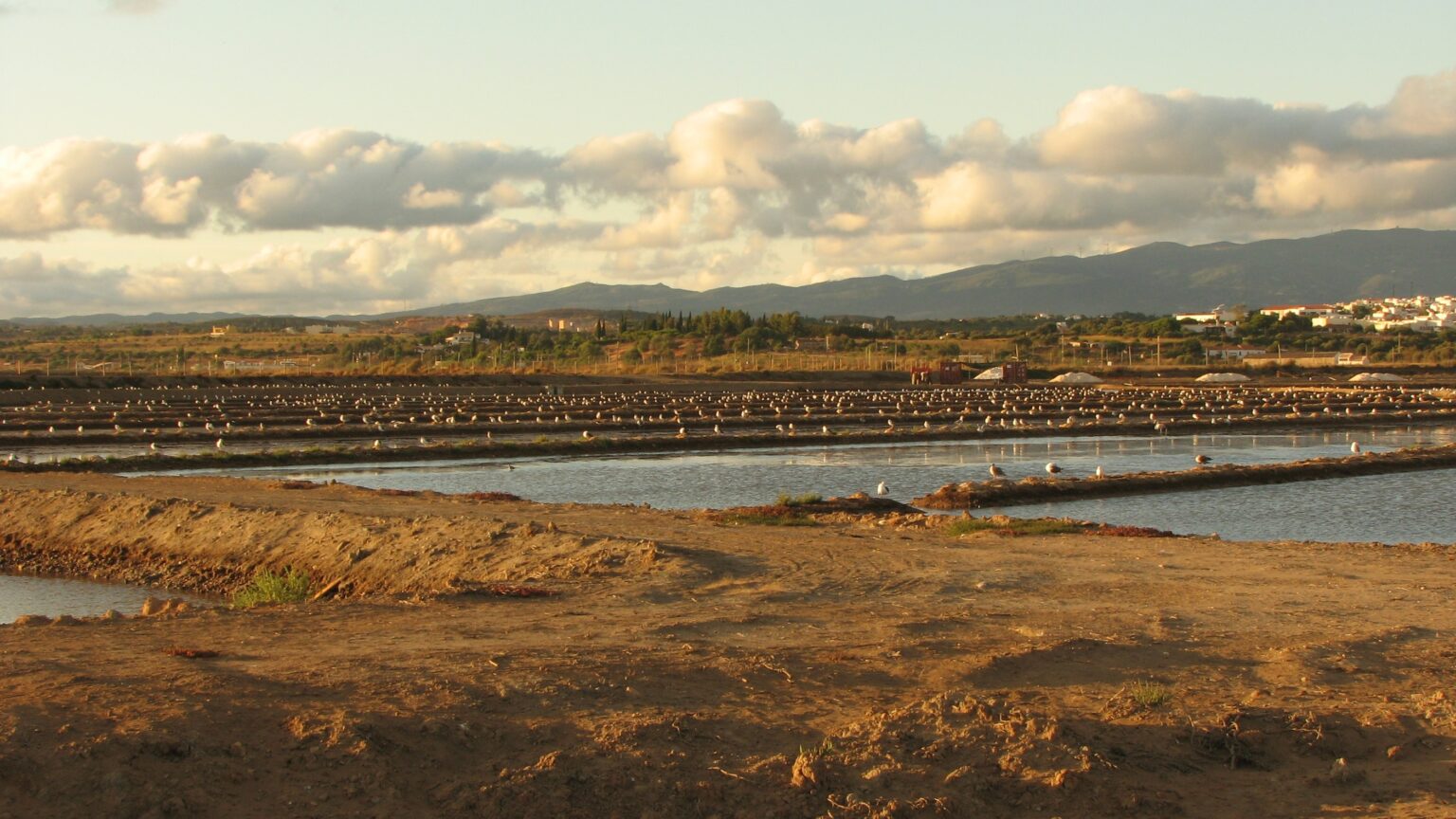 Celebrating 40 Years of Creation Care: A Rocha’s Journey from Cruzinha to a Global Conservation ...