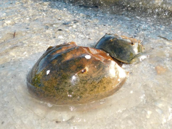 Horseshoe crabs