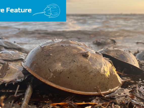 Crab-Blog-Featured-Image-1-1