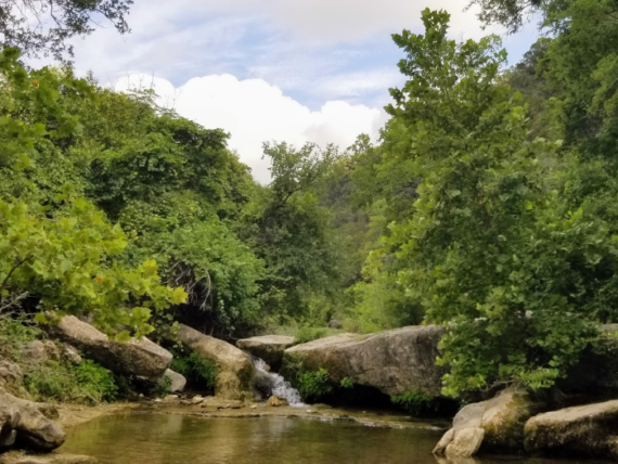 Copy of Invasives Blog Featured Image