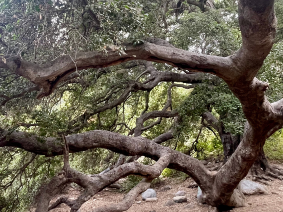 Coast Live Oak, photo by Autumn Ricksecker