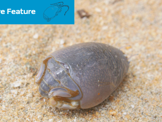 Mole Crab