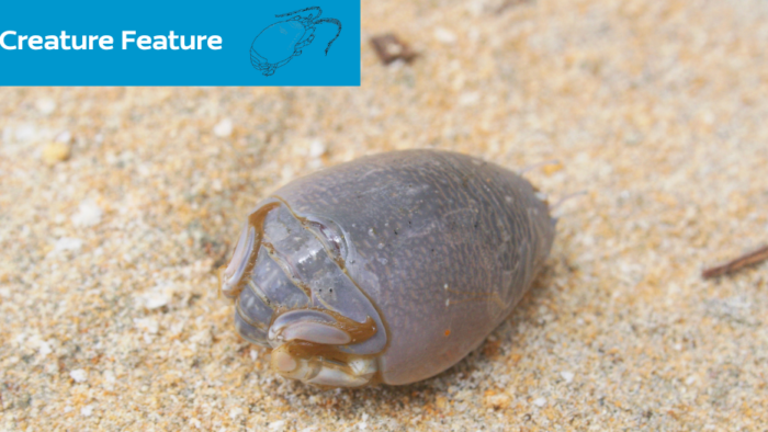 Creature Feature: Get to Know the Atlantic Mole Crab