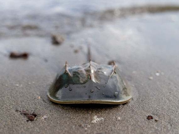 horseshoe-crabs-die-on-sandy-beaches-2023-08-29-08-06-55-utc-scaled.jpg