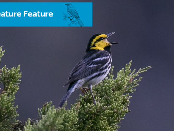 CF Warbler (1)
