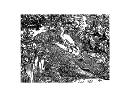 Alligator_D