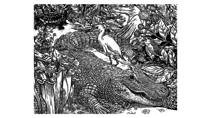 Alligator_D