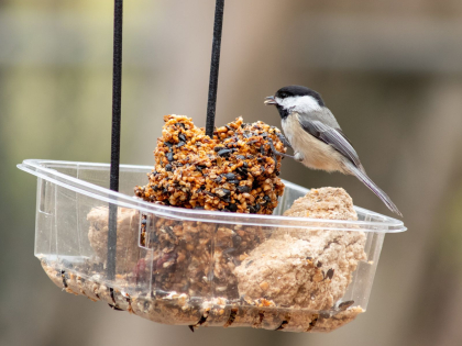 Black and white bird standing at a homemade bird feeder.
