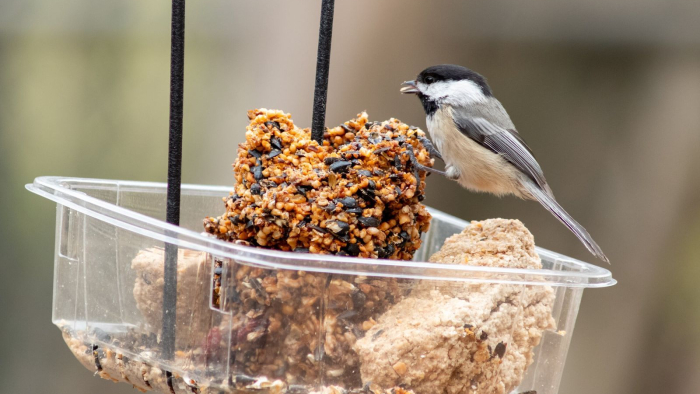 Black and white bird standing at a homemade bird feeder.