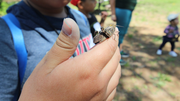 Insect