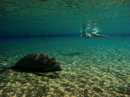 Haley Pattison in ocean