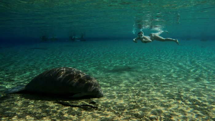 Haley Pattison in ocean