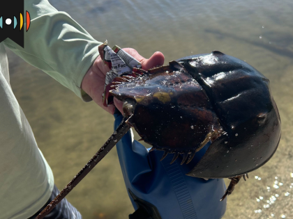 Hand holding a horseshoe crab.