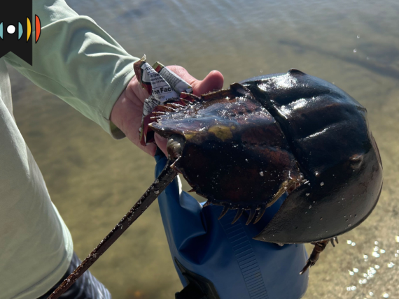Hand holding a horseshoe crab.