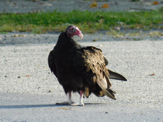 Vulture B_Compressed_Crop