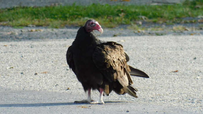 Vulture B_Compressed_Crop