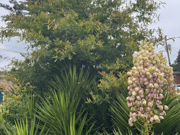 Oak bursting through the center of a yucca plant in the front yard_Compressed (1)