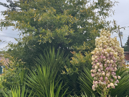 Oak bursting through the center of a yucca plant in the front yard_Compressed (1)