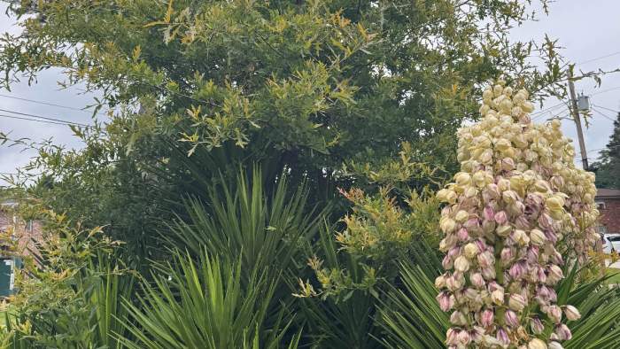 Oak bursting through the center of a yucca plant in the front yard_Compressed (1)